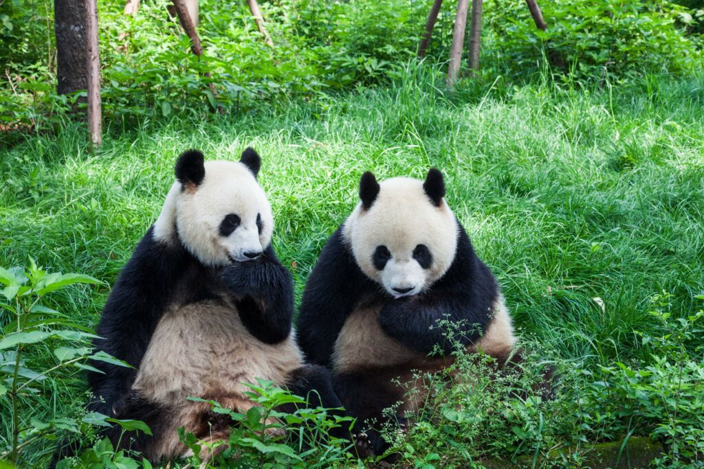 Google Panda Suchmaschinenoptimierung Hilfe