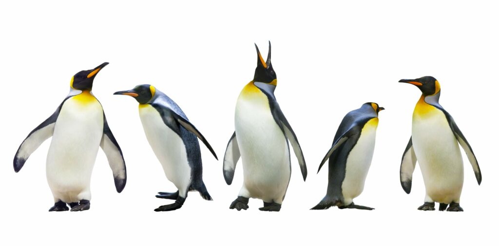 Betroffen vom Google Penguin Update?